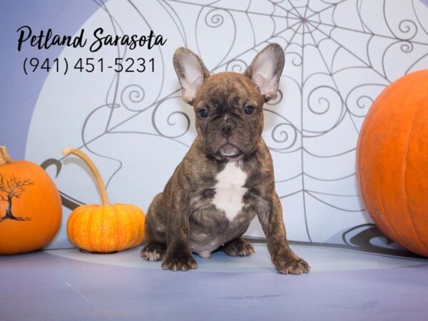 French Bulldog — adopted from Dreamtails