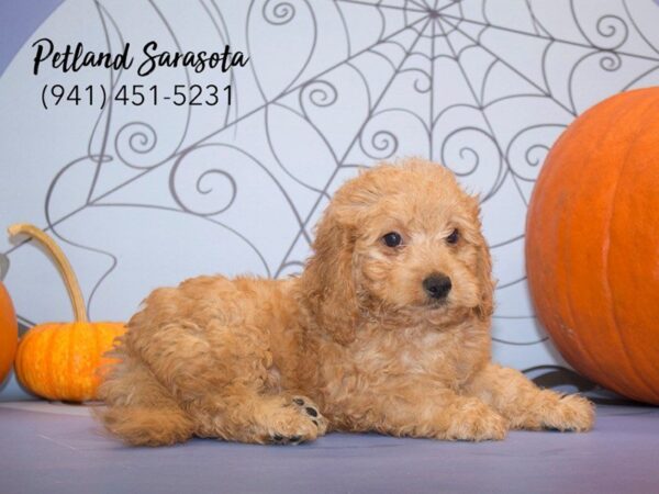 Mini Goldendoodle — adopted from Dreamtails