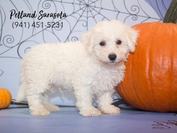 Bichon Frise — adopted from Dreamtails