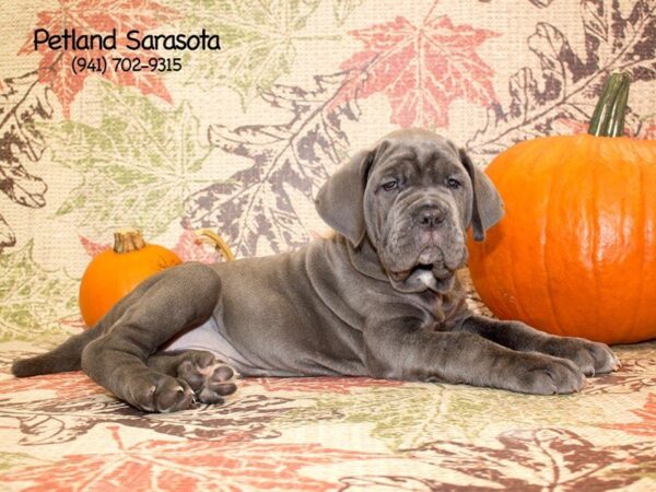 Neapolitan Mastiff — adopted from Dreamtails