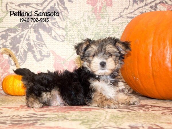 Morkie — adopted from Dreamtails