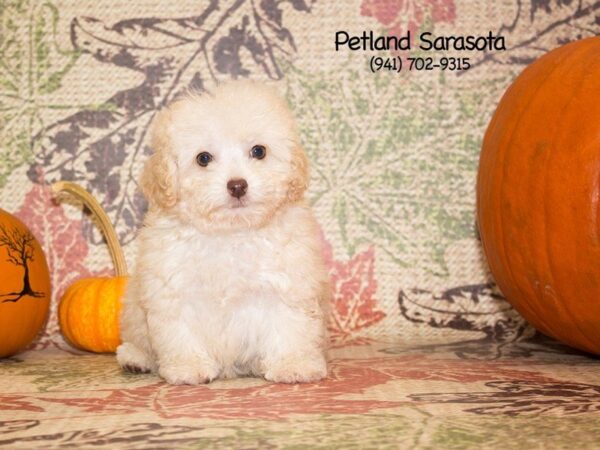 Maltipoo — adopted from Dreamtails