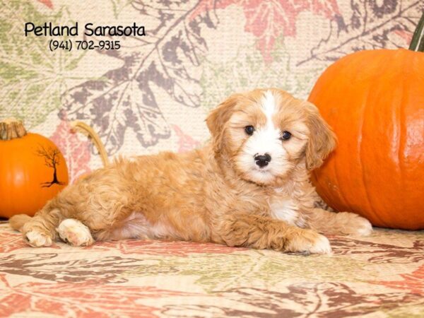 Cavachon — adopted from Dreamtails