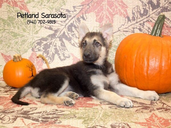 German Shepherd Dog — adopted from Dreamtails