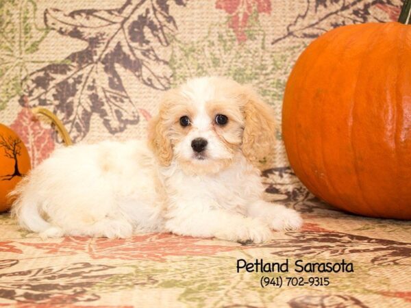 Cavapoo — adopted from Dreamtails