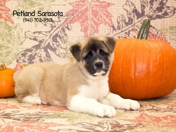 Akita — adopted from Dreamtails