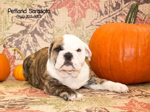 English Bulldog — adopted from Dreamtails