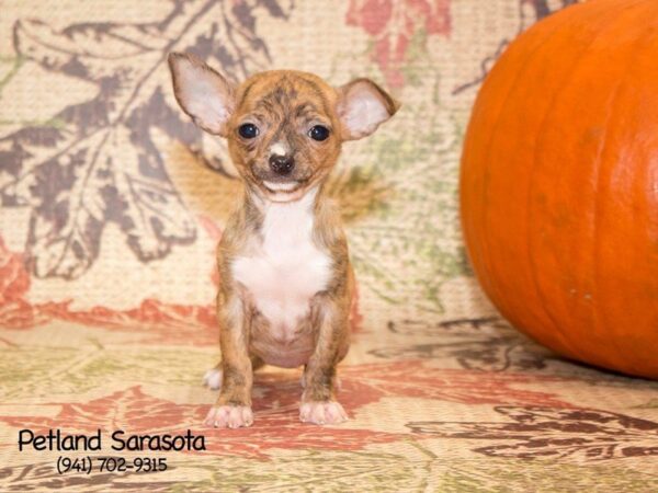 Chihuahua — adopted from Dreamtails