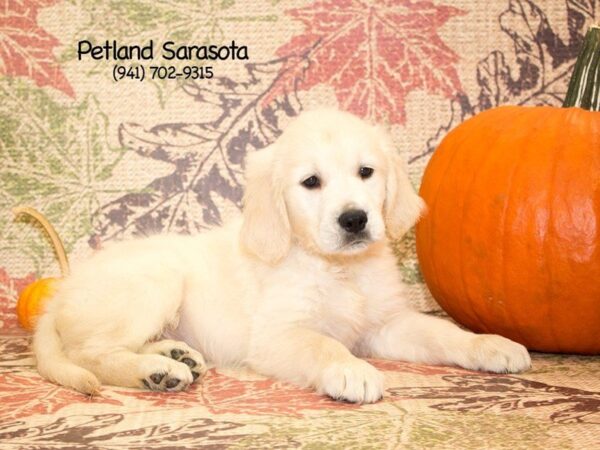 Golden Retriever — adopted from Dreamtails