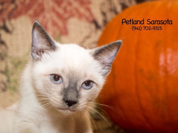 Tonkinese — adopted from Dreamtails
