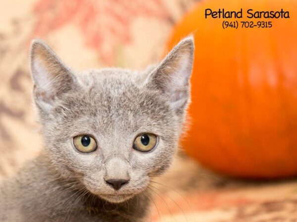 Tonkinese — adopted from Dreamtails