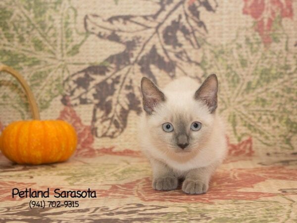 Tonkinese — adopted from Dreamtails