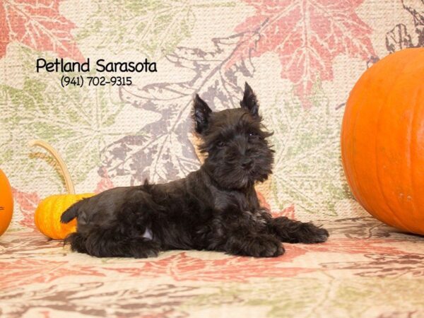 Miniature Schnauzer — adopted from Dreamtails
