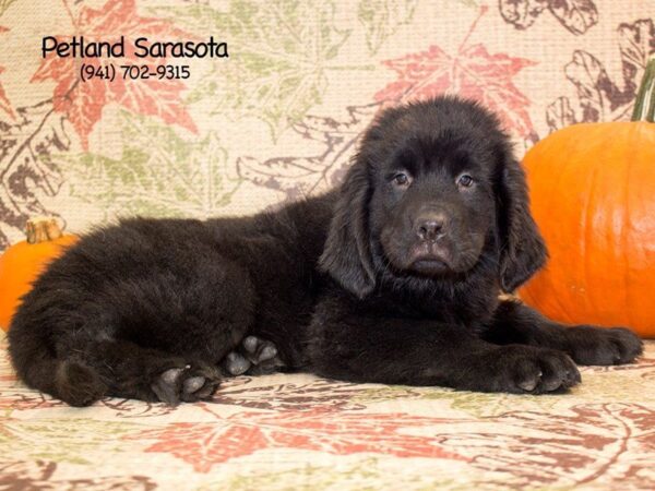 Newfoundland — adopted from Dreamtails
