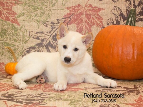 Shiba Inu — adopted from Dreamtails