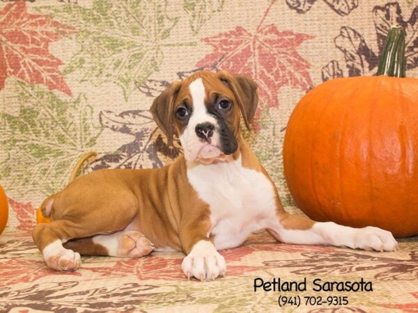 Boxer — adopted from Dreamtails