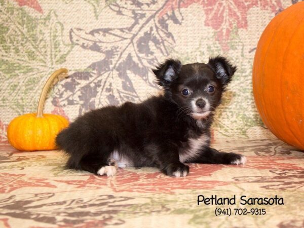 Chihuahua — adopted from Dreamtails