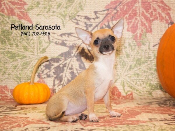 Chihuahua — adopted from Dreamtails