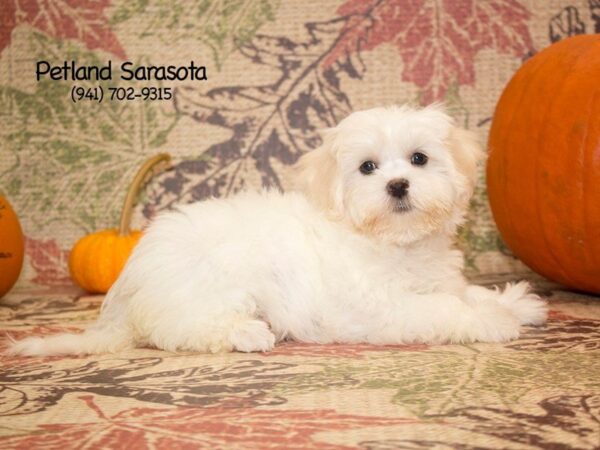 Maltese — adopted from Dreamtails