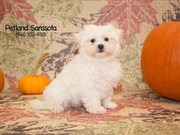 Maltese — adopted from Dreamtails
