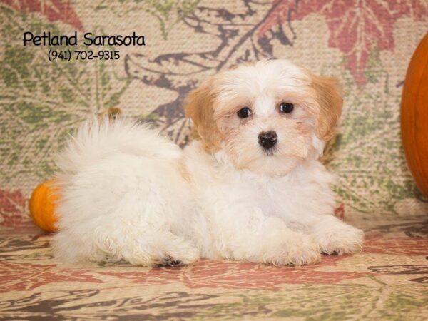Maltipoo — adopted from Dreamtails