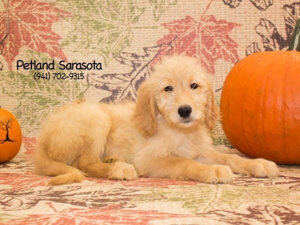 Goldendoodle — adopted from Dreamtails