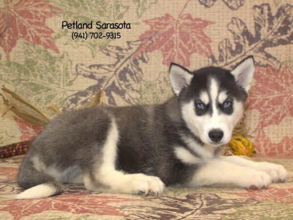 Siberian Husky — adopted from Dreamtails