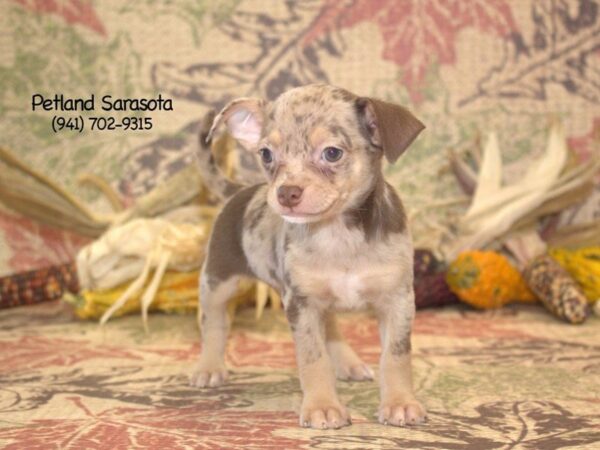 Chihuahua — adopted from Dreamtails