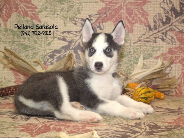 Siberian Husky — adopted from Dreamtails