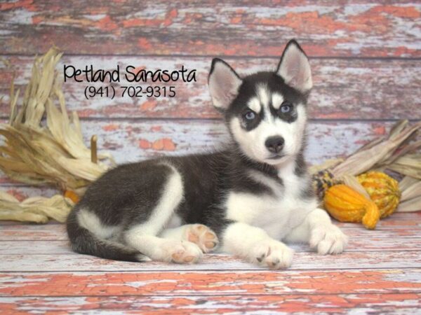 Siberian Husky — adopted from Dreamtails