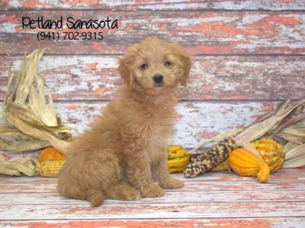 Mini Goldendoodle — adopted from Dreamtails