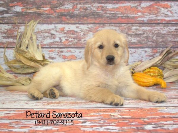 Golden Retriever — adopted from Dreamtails