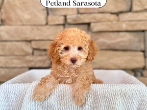 Miniature Poodle (F) 29594 the Poodle Mini — adopted from Dream Tails Sarasota, Florida