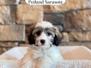 Havanese (F) 29616 the Havanese — adopted from Dream Tails Sarasota, Florida