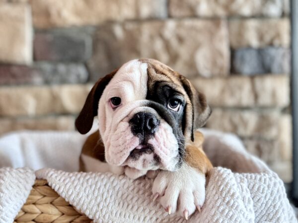 English Bulldog (M) 29640 the English Bulldog — adopted from Dream Tails Sarasota, Florida