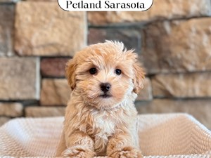 Maltipoo (M) 29614 the Maltipoo — adopted from Dream Tails Sarasota, Florida