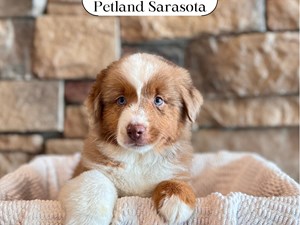Miniature American Shepherd (M) 29611 the Miniature American Shepherd — adopted from Dream Tails Sarasota, Florida
