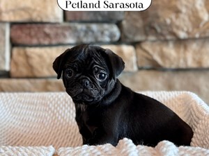 Pug (F) 29607 the Pug — adopted from Dream Tails Sarasota, Florida