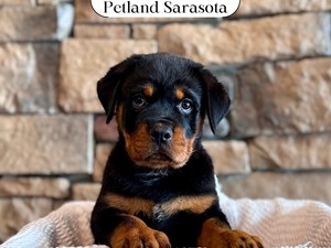 Rottweiler (M) 29610 the Rottweiler — adopted from Dream Tails Sarasota, Florida