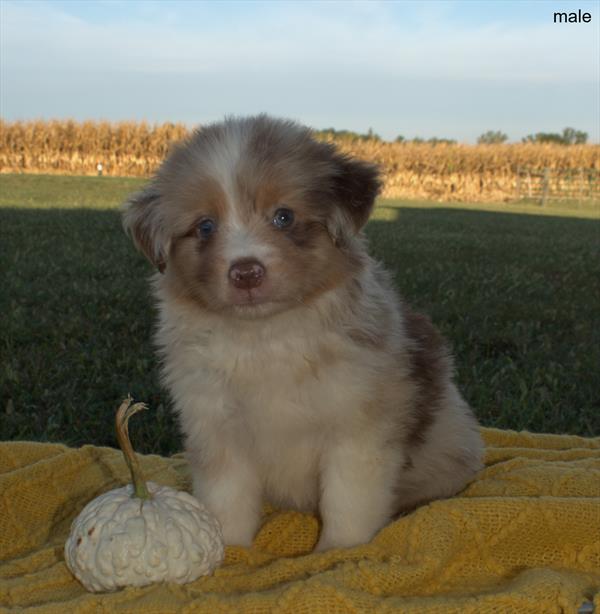Miniature Australian Shepherd (M) 29632 the Miniature Australian Shepherd — adopted from Dream Tails Sarasota, Florida