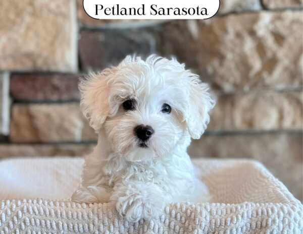 Coton de Tulear (M) 29622 the Coton De Tulear — adopted from Dream Tails Sarasota, Florida