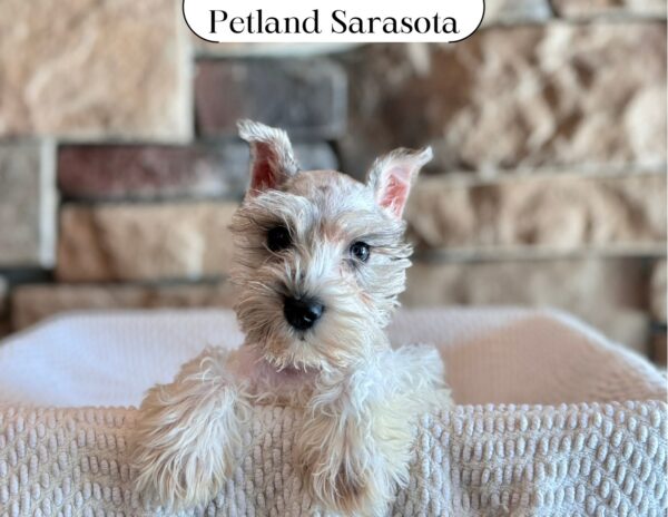 Miniature Schnauzer (F) 29621 the Miniature Schnauzer — adopted from Dream Tails Sarasota, Florida