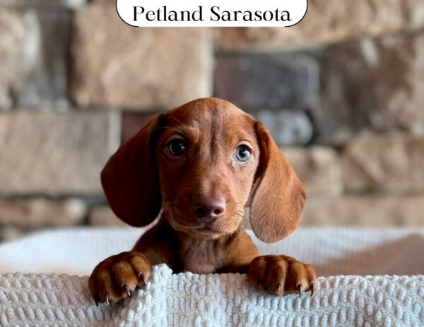 Dachshund (M) 29630 the Dachshund — adopted from Dream Tails Sarasota, Florida