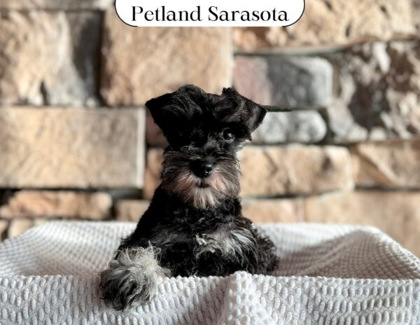 Miniature Schnauzer (M) 29635 the Miniature Schnauzer — adopted from Dream Tails Sarasota, Florida