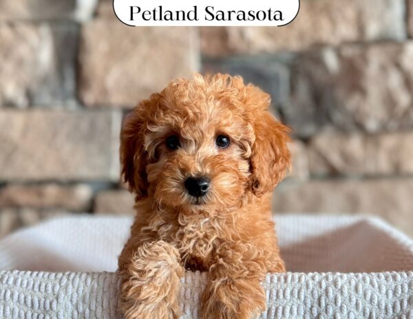 Miniature Poodle (M) 29638 the Poodle Mini — adopted from Dream Tails Sarasota, Florida