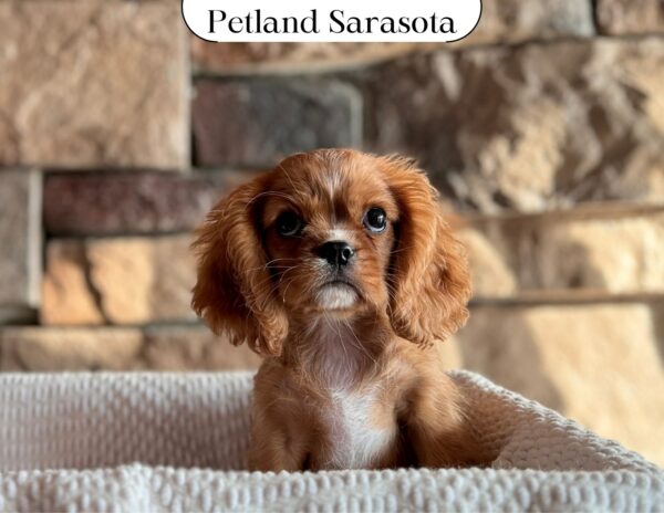 Cavalier King Charles Spaniel (F) 29643 the Cavalier King Charles Spaniel — adopted from Dream Tails Sarasota, Florida