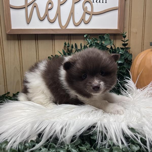 Pomeranian (F) 29704 the Pomeranian — adopted from Dream Tails Sarasota, Florida