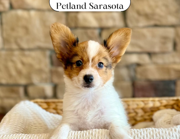 Papillon (M) 29697 the Papillon — adopted from Dream Tails Sarasota, Florida