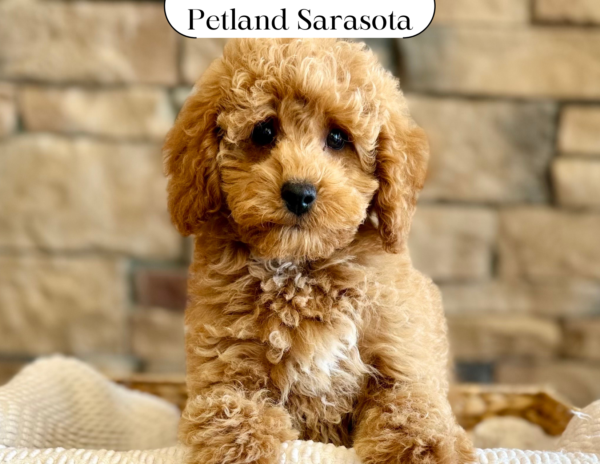 Miniature Poodle (M) 29709 the Miniature Poodle — adopted from Dream Tails Sarasota, Florida