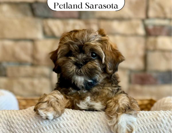 ShihPoo (M) 29703 the Shihpoo — adopted from Dream Tails Sarasota, Florida